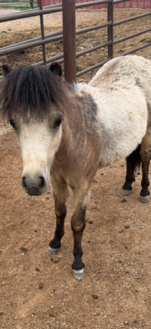 HorseID: 2300719 Papers on way - PhotoID: 1093425