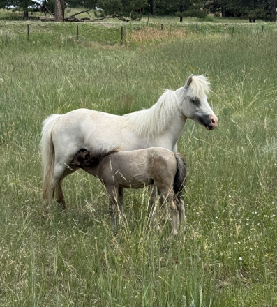 HorseID: 2300719 Papers on way - PhotoID: 1093426