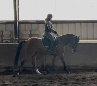 HorseID: 2301188 Bear Glen Zeke O’Malley - PhotoID: 1099969