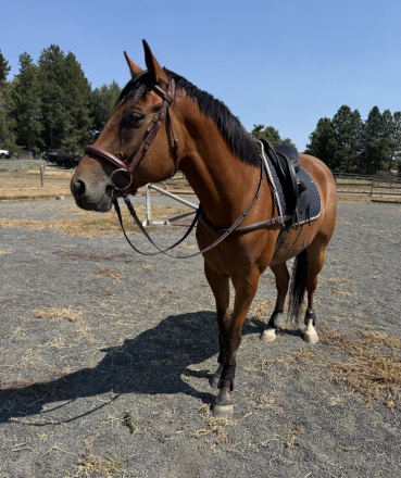 HorseID: 2301188 Bear Glen Zeke O’Malley - PhotoID: 1099970
