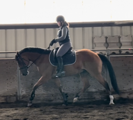 HorseID: 2301188 Bear Glen Zeke O’Malley - PhotoID: 1099971