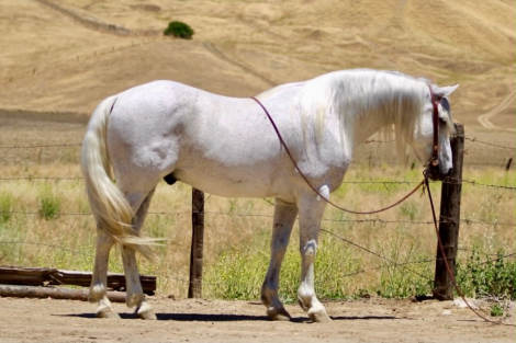 HorseID: 2301371 CISCO - PhotoID: 1099625