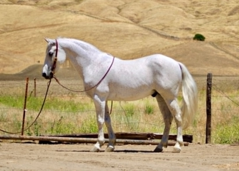 HorseID: 2301371 CISCO - PhotoID: 1099626