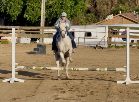 HorseID: 2301371 CISCO - PhotoID: 1099627