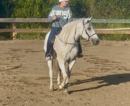 HorseID: 2301371 CISCO - PhotoID: 1099628
