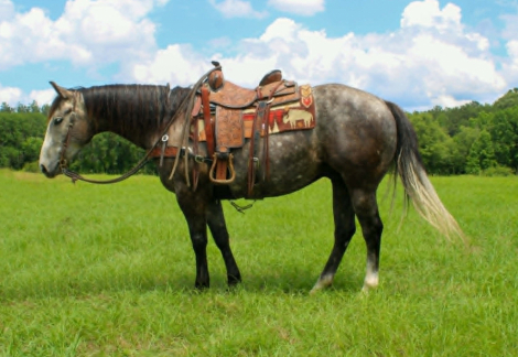 HorseID: 2301374 CADILLAC - PhotoID: 1099637