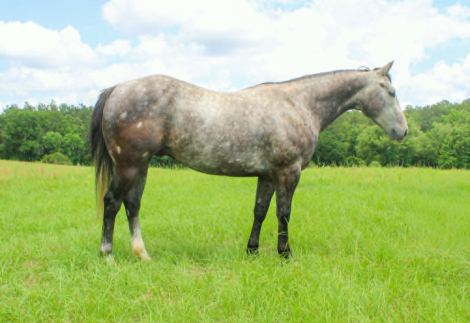 HorseID: 2301374 CADILLAC - PhotoID: 1099638