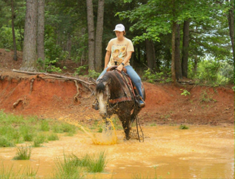 HorseID: 2301374 CADILLAC - PhotoID: 1099639