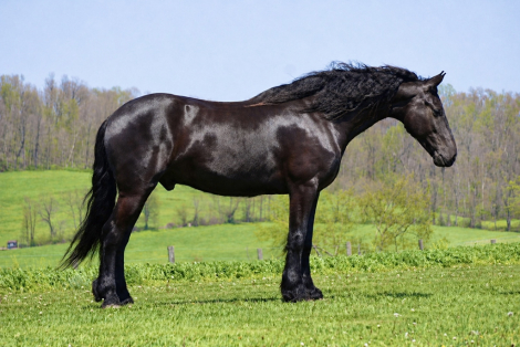 HorseID: 2301482 MW’s Durango - PhotoID: 1083533