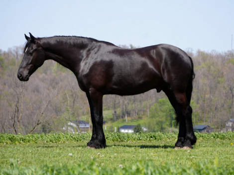 HorseID: 2301482 MW’s Durango - PhotoID: 1083534