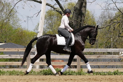 HorseID: 2301482 MW’s Durango - PhotoID: 1083535