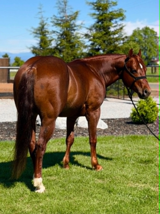 HorseID: 2302128 DENALI - PhotoID: 1099641