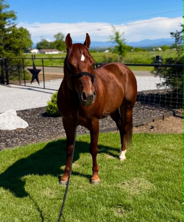 HorseID: 2302128 DENALI - PhotoID: 1099642