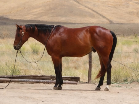 HorseID: 2302129 TEXAS JACKS DOLLAR - PhotoID: 1099634