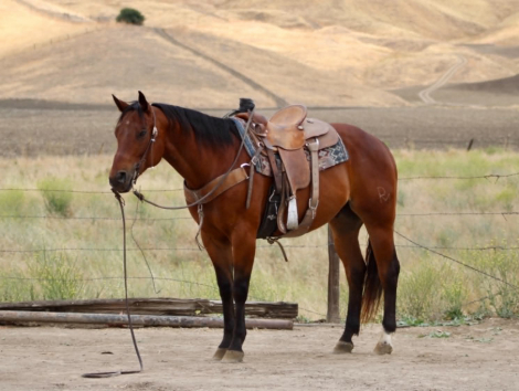 HorseID: 2302129 TEXAS JACKS DOLLAR - PhotoID: 1099635