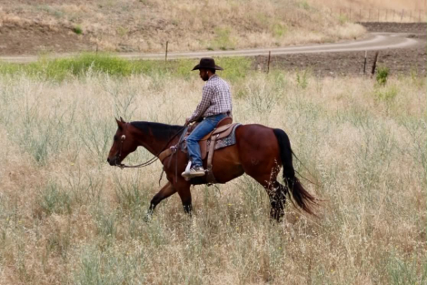 HorseID: 2302129 TEXAS JACKS DOLLAR - PhotoID: 1099636