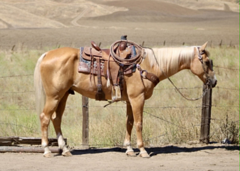 HorseID: 2302132 KT PANSAS PAYDAY - PhotoID: 1101071