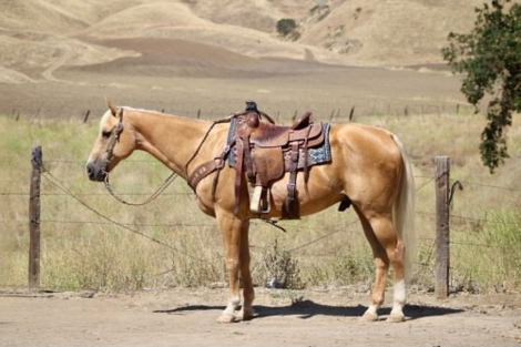 HorseID: 2302132 KT PANSAS PAYDAY - PhotoID: 1101072