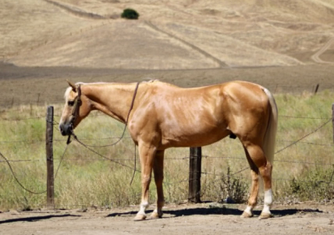 HorseID: 2302132 KT PANSAS PAYDAY - PhotoID: 1101073