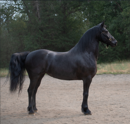 HorseID: 2302608 Deniva - PhotoID: 1084922