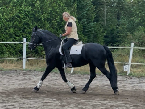 HorseID: 2302608 Deniva - PhotoID: 1084923
