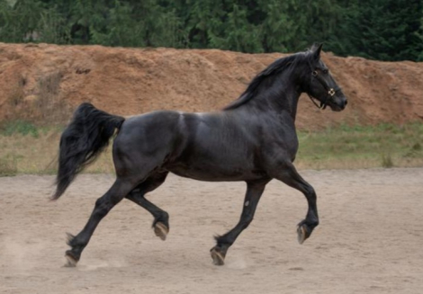 HorseID: 2302608 Deniva - PhotoID: 1084924