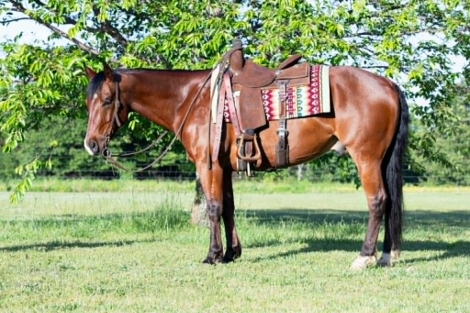 HorseID: 2302655 POPPYBOONSMAL - PhotoID: 1099649