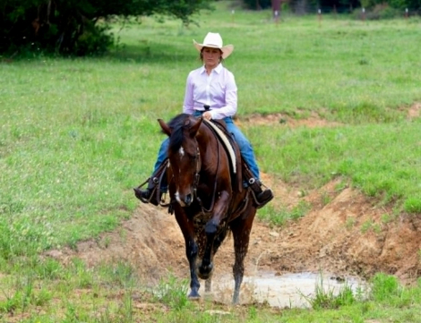 HorseID: 2302655 POPPYBOONSMAL - PhotoID: 1099650