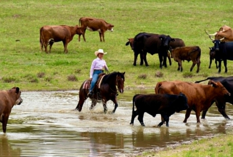 HorseID: 2302655 POPPYBOONSMAL - PhotoID: 1099651