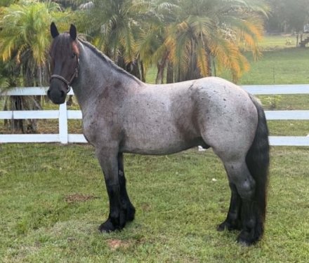 HorseID: 2302660 MOONSHINE - PhotoID: 1101100