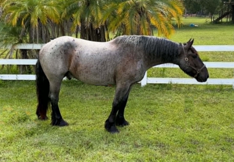 HorseID: 2302660 MOONSHINE - PhotoID: 1101102