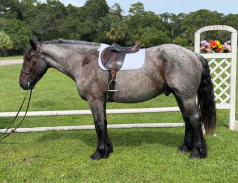 HorseID: 2302660 MOONSHINE - PhotoID: 1101103
