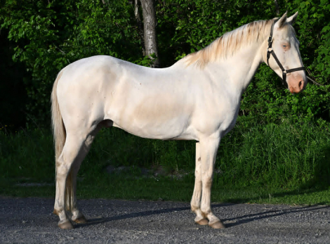 HorseID: 2302691 PATRICK - PhotoID: 1098366