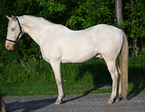 HorseID: 2302691 PATRICK - PhotoID: 1098367