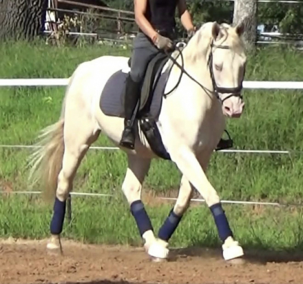 HorseID: 2302691 PATRICK - PhotoID: 1098368