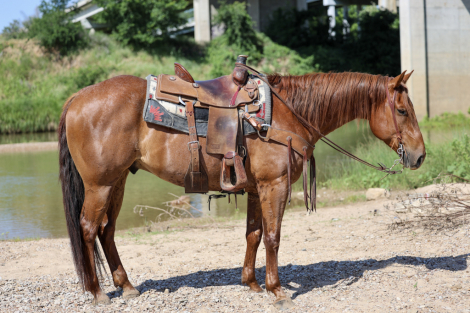 HorseID: 2302710 T-MONEY - PhotoID: 1098288