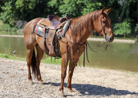 HorseID: 2302710 T-MONEY - PhotoID: 1098289