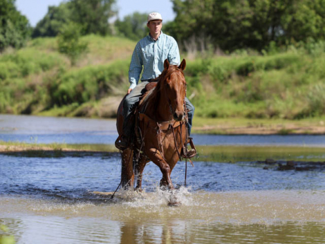 HorseID: 2302710 T-MONEY - PhotoID: 1098290