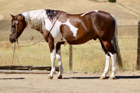 HorseID: 2303134 805 COWBOY - PhotoID: 1101088