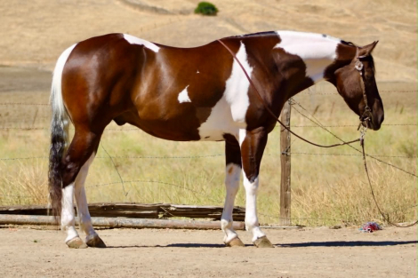 HorseID: 2303134 805 COWBOY - PhotoID: 1101089