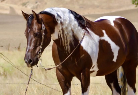 HorseID: 2303134 805 COWBOY - PhotoID: 1101090