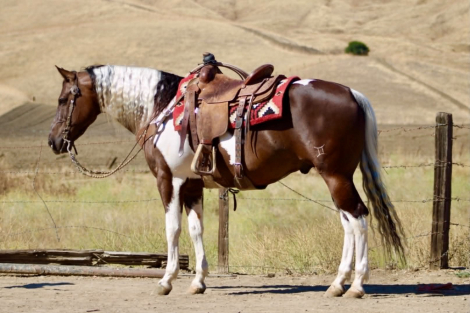 HorseID: 2303134 805 COWBOY - PhotoID: 1101091