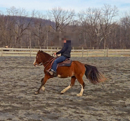 HorseID: 2303467 Shani - PhotoID: 1090202