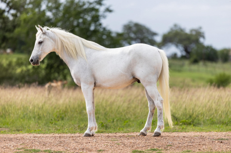 HorseID: 2303597 CHARLES - PhotoID: 1099862