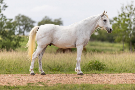 HorseID: 2303597 CHARLES - PhotoID: 1099863