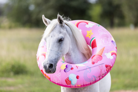 HorseID: 2303597 CHARLES - PhotoID: 1099864