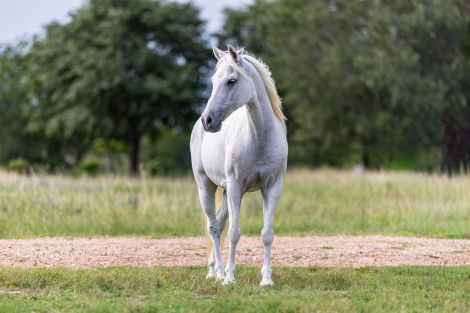 HorseID: 2303597 CHARLES - PhotoID: 1099865