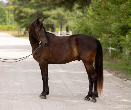 HorseID: 2303601 SPRINGSTEEN - PhotoID: 1101076