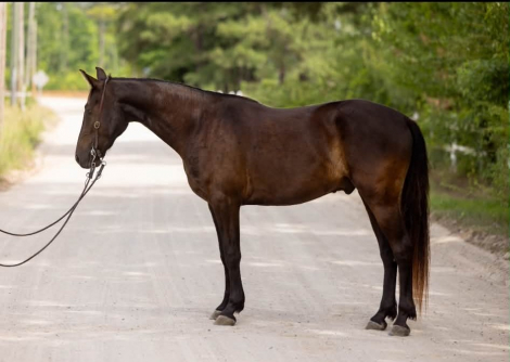 HorseID: 2303601 SPRINGSTEEN - PhotoID: 1101077