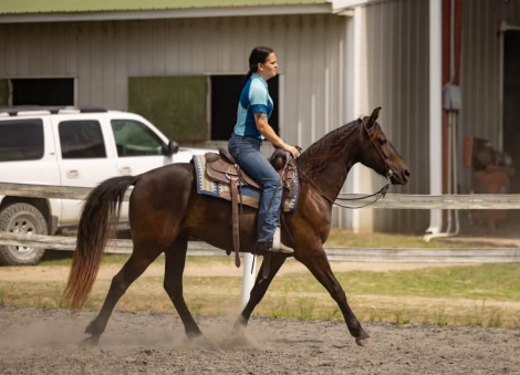 HorseID: 2303601 SPRINGSTEEN - PhotoID: 1101078